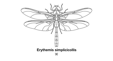 Detailed Line Drawing of Erythemis Simplicicollis Dragonfly