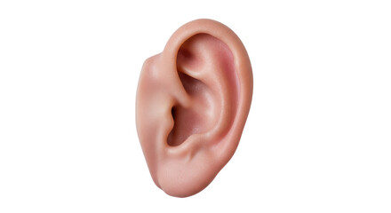 Isolated Human Ear Detailed Anatomy