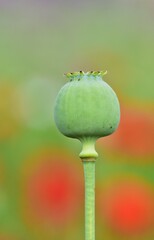 Kapselfrucht von Schlafmohn (Papaver somniferum), Nahaufnahme, vertikal