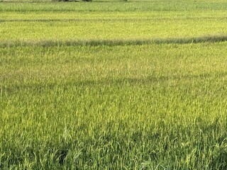 green rice field.