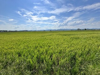 Fototapeta premium green field and blue sky.