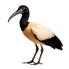 Obraz premium Elegant Bird with Long Beak and Black Head Standing Gracefully on Isolated Background
