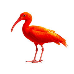 Vibrant Scarlet Ibis Standing on One Leg Against a White Background in High Resolution