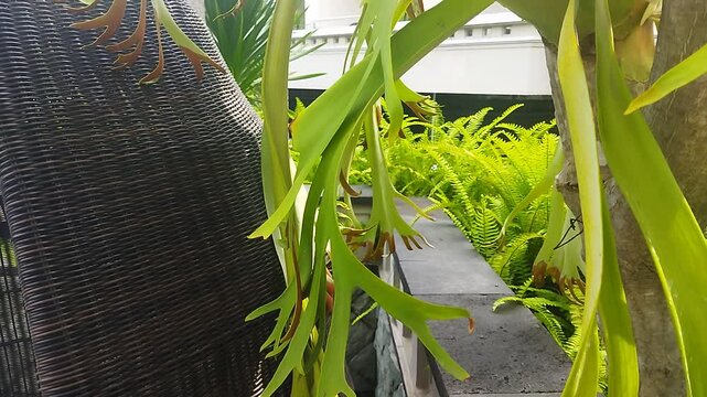 Plant Gently Swaying in the Wind with Hotel Exterior Background
