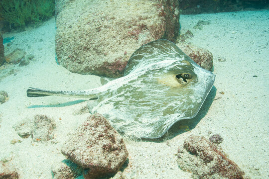 Marmor Stechrochen auf Sand, Galapagos
