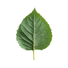Obraz premium Fresh green leaf showcasing intricate veins and texture on a white background