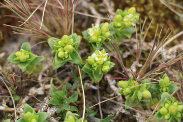 Sea sandwort (Honckenya peploides, Salzmiere)
