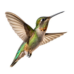 Fototapeta premium A tiny iridescent hummingbird hovering in mid-air isolated on a transparent background