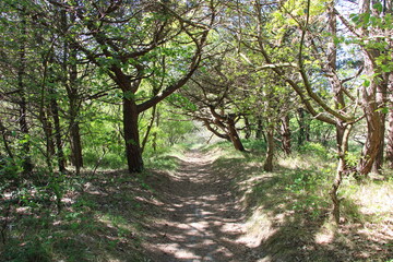 Fototapeta premium Little grove of trees on a East Frisian Island - Rabenwäldchen, Island of Spiekeroog