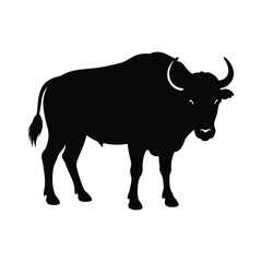 black and white bull