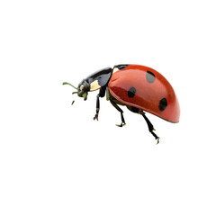 A small ladybird insect on a fresh green leaf isolated on a transparent background