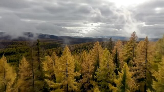 Autumn forest scene with varied tree types under a cloudy sky