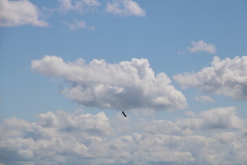 Northern Lapwing and cloud landscape