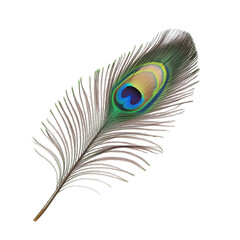 Obraz premium Colorful peacock feather resting gracefully on a white background showcasing its iridescent hues and delicate structure