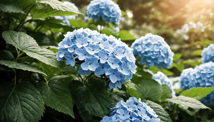 hydrangea flowers