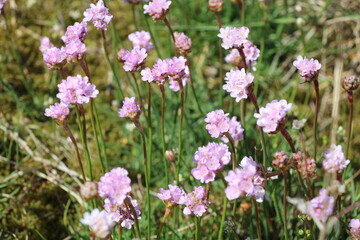 Obraz premium Sea thrift (Armeria maritima, Strand-Grasnelke)