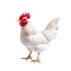 Fototapeta premium Majestic White Chicken with Vibrant Comb and Unique Feathers on a White Background