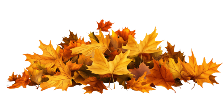 Pile of vibrant autumn maple leaves in warm yellow and orange tones, isolated on black background Concept of fall season, foliage, and nature