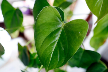 Close-up of a houseplant. Green leaf.  Chlorophyll. Saint Gervaiss. France.