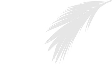 Single Palm Leaf in Abstract Minimalist Form with Transparent Background