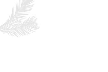 Minimalist Tropical Palm Leaf Shadow with Faded Corners Isolated on Transparent PNG