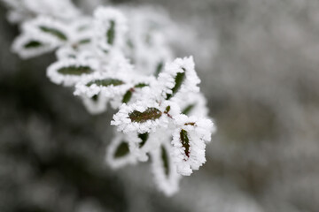 Leaves covered in frost in winter. Cold weather concept.