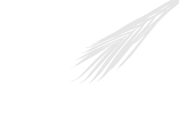 Clean White Palm Leaf Shadow on Transparent Background with Natural Lighting Illusion