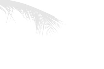 Elegant Palm Leaf Shadow in White Hue with Natural Overlapping Details on Transparent Background