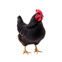 Fototapeta premium Black Chicken with Red Comb Standing on Isolated White Background in Bright Lighting