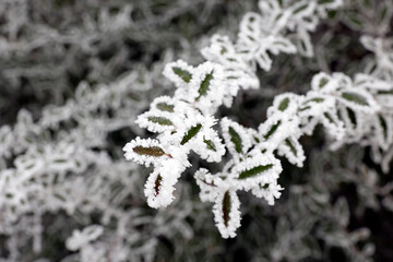 Leaves covered in frost in winter. Cold weather concept.