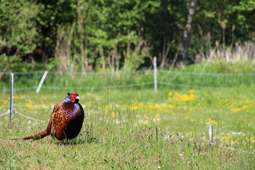 Fototapeta premium Pheasant on Spiekeroog