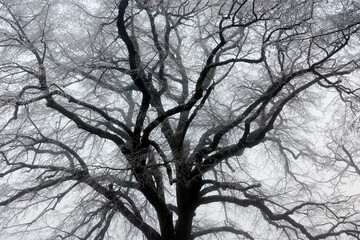 Silhouette of tree branches in winter in fog. Cold weather concept.