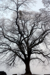 Silhouette of tree branches in winter in fog. Cold weather concept.