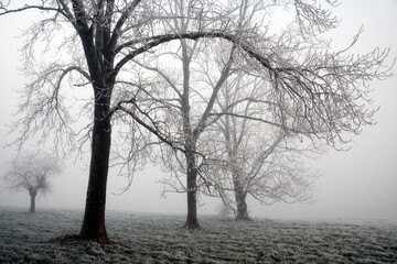 Trees covered in frost in winter. Cold weather concept.
