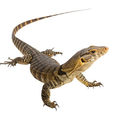 Fototapeta premium A large monitor lizard crawling on the ground isolated on a transparent background