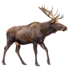 Poster A large bull moose showing its impressive antlers isolated on a transparent background
