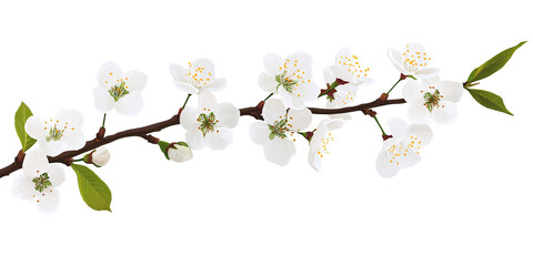 Obraz premium Delicate plum blossom branch with white flowers and green leaves against a black background Concept of spring, floral beauty, and botanical illustration