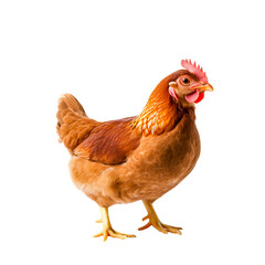 Fototapeta premium Close Up of a Beautiful Brown Hen Standing Proudly on a White Background