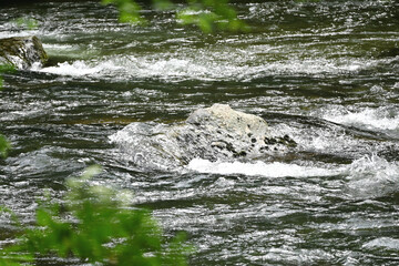 Big Rock in the River