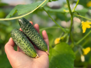 Fresh Organic Cucumbers Harvested by Hand in Greenhouse Garden close up