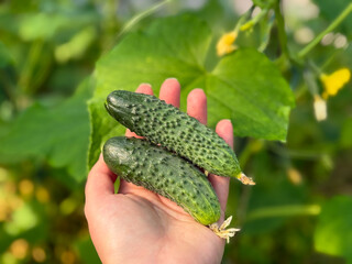 Fresh Organic Cucumbers Harvested by Hand in Greenhouse Garden close up