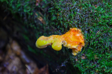 A vibrant orange bracket fungus emerges from a moss-covered log, adding a splash of color to the...