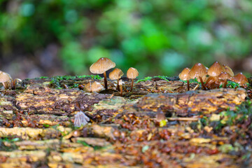 Rich colors and small mushrooms on an old tree trunk highlight the beauty of the forest ecosystem. This natural micro-world demonstrates the life cycle and interaction of organisms.