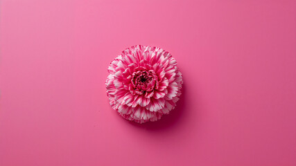 Pink and white ranunculus flower blooming on pink background