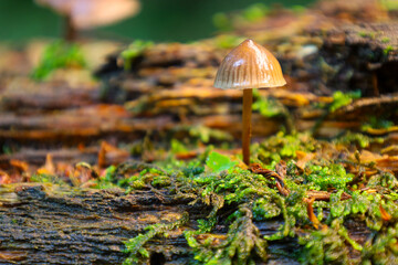 An enigmatic forest mushroom growing on a mossy log, illuminated by soft light. This natural scene captures the beauty and tranquility of a forest ecosystem, inviting the viewer to immerse themselves 
