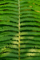 Close-up of vibrant green fern leaves reveals their detailed structure and texture.