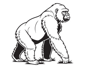 Fototapeta premium A black and white line drawing of a full gorilla in profile view isolated on transparent background, PNG