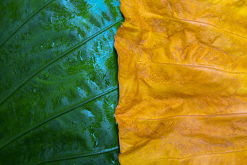Leaves dry with fresh leaves that are together.