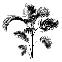 Black Palm Tree isolated on a white background. Desert and tropical houseplants. 
