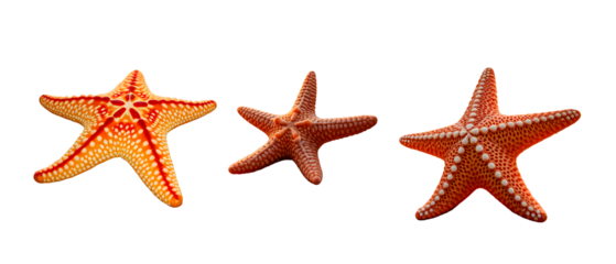 Set of starfish isolated on white background.